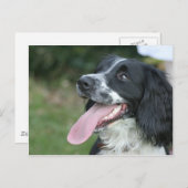 Engels Springer Spaniel Briefkaart (Voorkant / Achterkant)