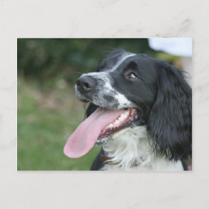 Engels Springer Spaniel Briefkaart