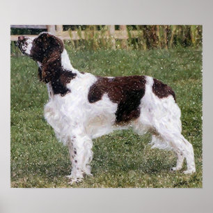 Engels Springer Spaniel Dog Portret Poster Afdrukk