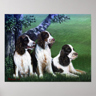Engels Springer Spaniel Dog Poster Print
