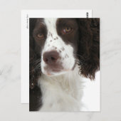 Engels Springer Spaniel - Field Bred Briefkaart (Voorkant / Achterkant)