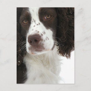 Engels Springer Spaniel - Field Bred Briefkaart