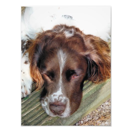 ENGELS SPRINGER SPANIEL FOTO AFDRUK (Voorkant)