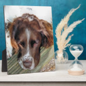 ENGELS SPRINGER SPANIEL FOTOPLAAT (Zijkant)