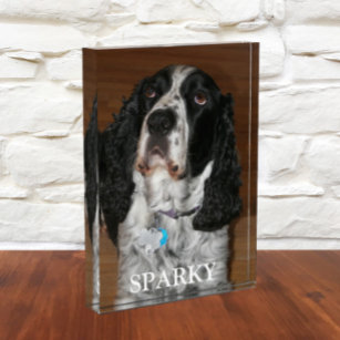 Engels Springer Spaniel Hond Huisdier Portret Fotoblokken
