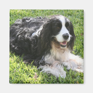 Engels Springer Spaniel Magneet