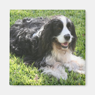 Engels Springer Spaniel Magneet