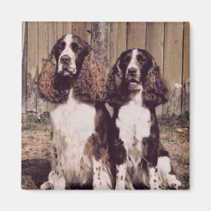 Engels Springer Spaniel Magnet Magneet
