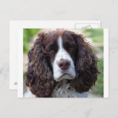 engels springer spaniel.png briefkaart (Voorkant / Achterkant)