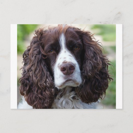 engels springer spaniel.png briefkaart (Voorkant)