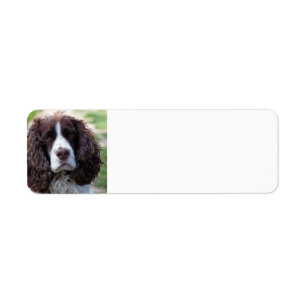 engels springer spaniel.png etiket
