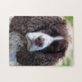 engels springer spaniel.png legpuzzel (Horizontaal)