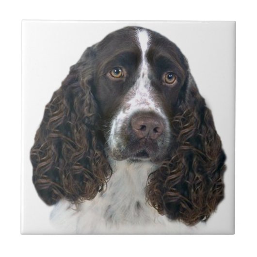 Engels springer spaniel Portrait Tiles Tegeltje (Voorkant)