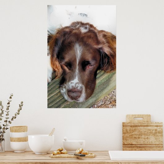 ENGELS SPRINGER SPANIEL POSTER (Keuken)