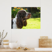 Engels Springer Spaniel Poster (Keuken)