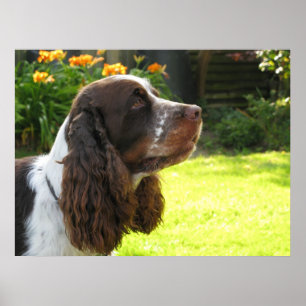 Engels Springer Spaniel Poster