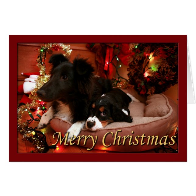 Engels Springer Spaniel, Springer Spaniel, Spanie (Voorkant Horizontaal)