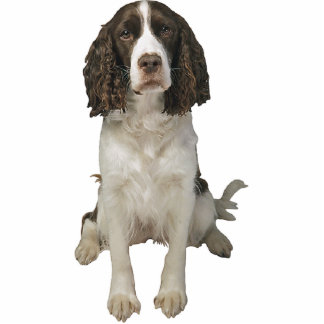 Engels Springer Spaniel Staand Fotobeeldje