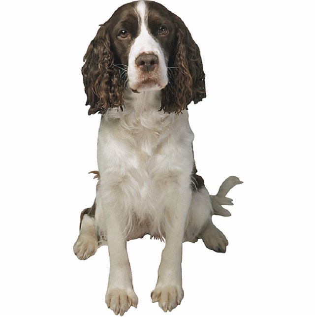 Engels Springer Spaniel Staand Fotobeeldje (Voorkant)