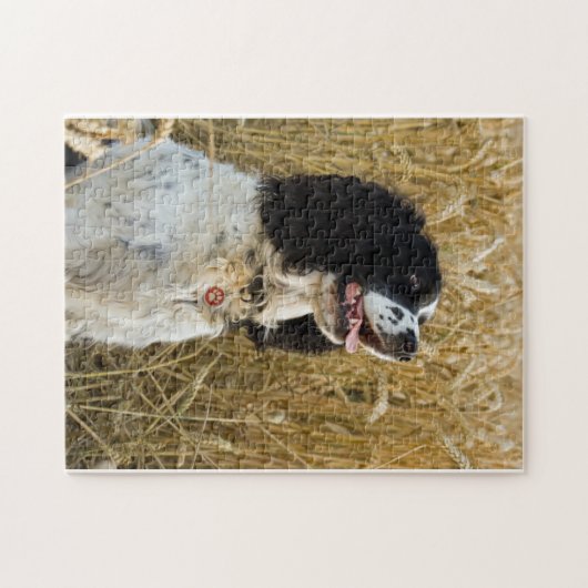engels springerspaniel in tarwe.png legpuzzel (Horizontaal)