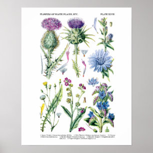 Engels Wildflower Botanical Art nr. 11 Poster