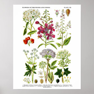 Engels Wildflower Botanical art print nr. 4
