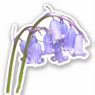 Engelse Bluebell Flower Sticker