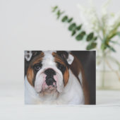 Engelse Bull Dog Foto Post Card Briefkaart (Staand voorkant)