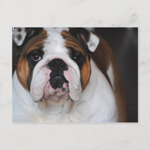 Engelse Bull Dog Foto Post Card Briefkaart