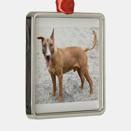 Engelse Bull Terrier Ornament (Rechts)