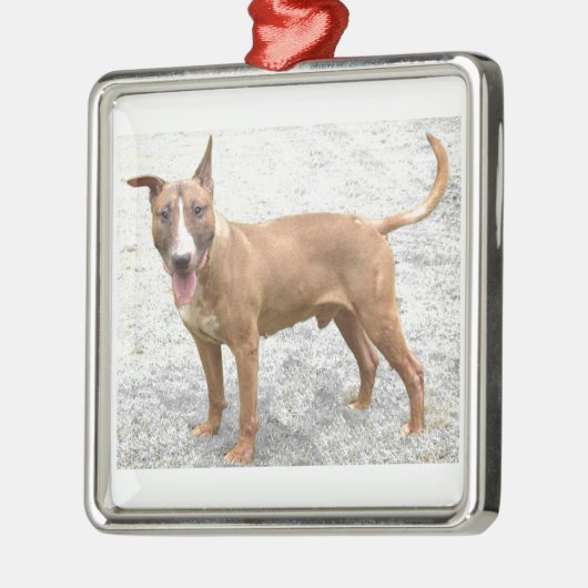 Engelse Bull Terrier Ornament (Links)