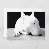 Engelse bull Terrier, Pop Art Print Briefkaart (Voorkant / Achterkant)