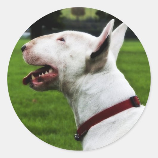 Engelse bull Terrier Ronde Sticker (Voorkant)