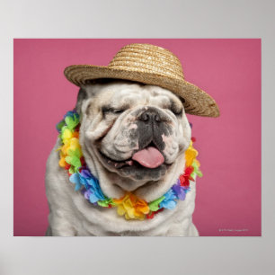 Engelse Bulldog (18 maanden oud) met stro Poster