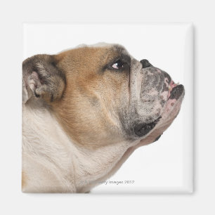 Engelse Bulldog (6 jaar oud) Magneet