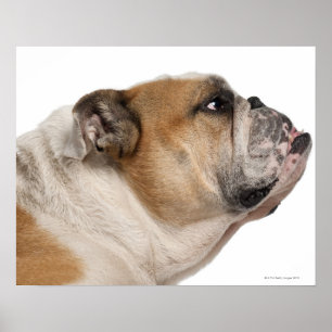 Engelse Bulldog (6 jaar oud) Poster