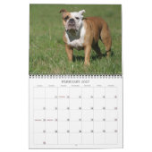 Engelse bulldog Calendar 2011 Kalender (Feb 2027)