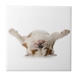 Engelse Bulldog Ceramic Tile Tegeltje