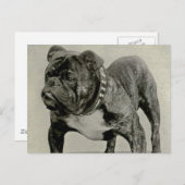  Engelse Bulldog-foto Briefkaart (Voorkant / Achterkant)