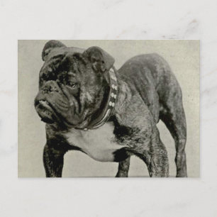Engelse Bulldog-foto Briefkaart