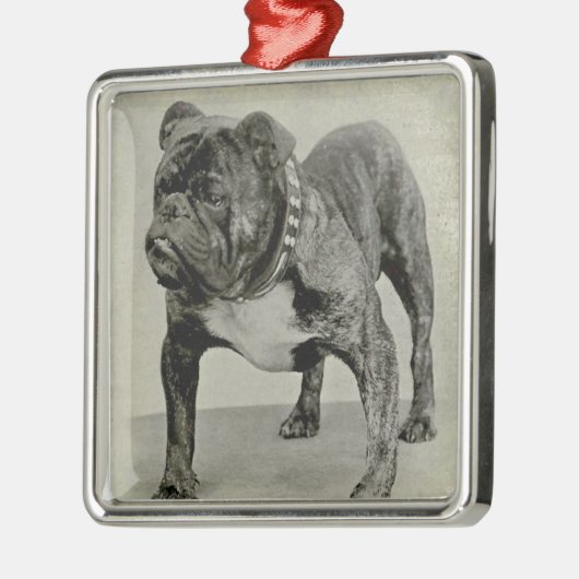 Engelse Bulldog-foto Metalen Ornament (Links)