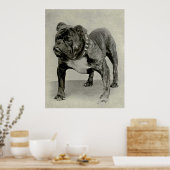  Engelse Bulldog-foto Poster (Keuken)