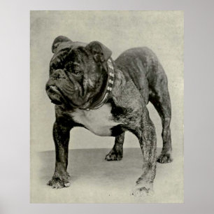 Engelse Bulldog-foto Poster