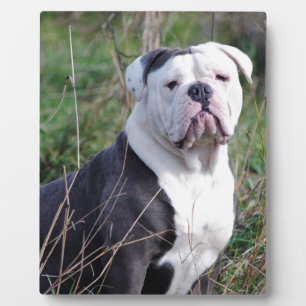 Engelse Bulldog Fotoplaat