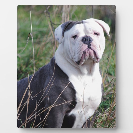 Engelse Bulldog Fotoplaat (Voorkant)