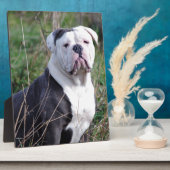Engelse Bulldog Fotoplaat (Zijkant)