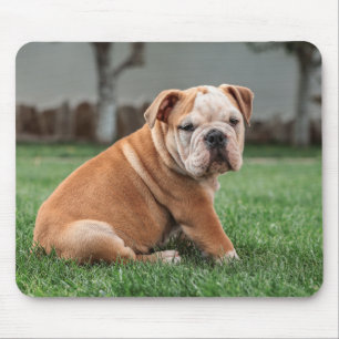 Engelse Bulldog, hond, lief Muismat