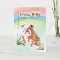 Engelse Bulldog Huisdier Sympathie Over Regenboogb