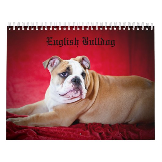 Engelse Bulldog Kalender (Hoes)