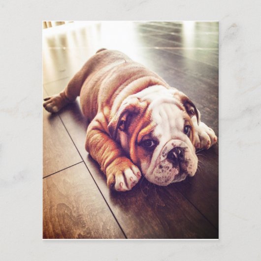 Engelse Bulldog Lying Dog | Dog Photo Flyer (Voorkant)